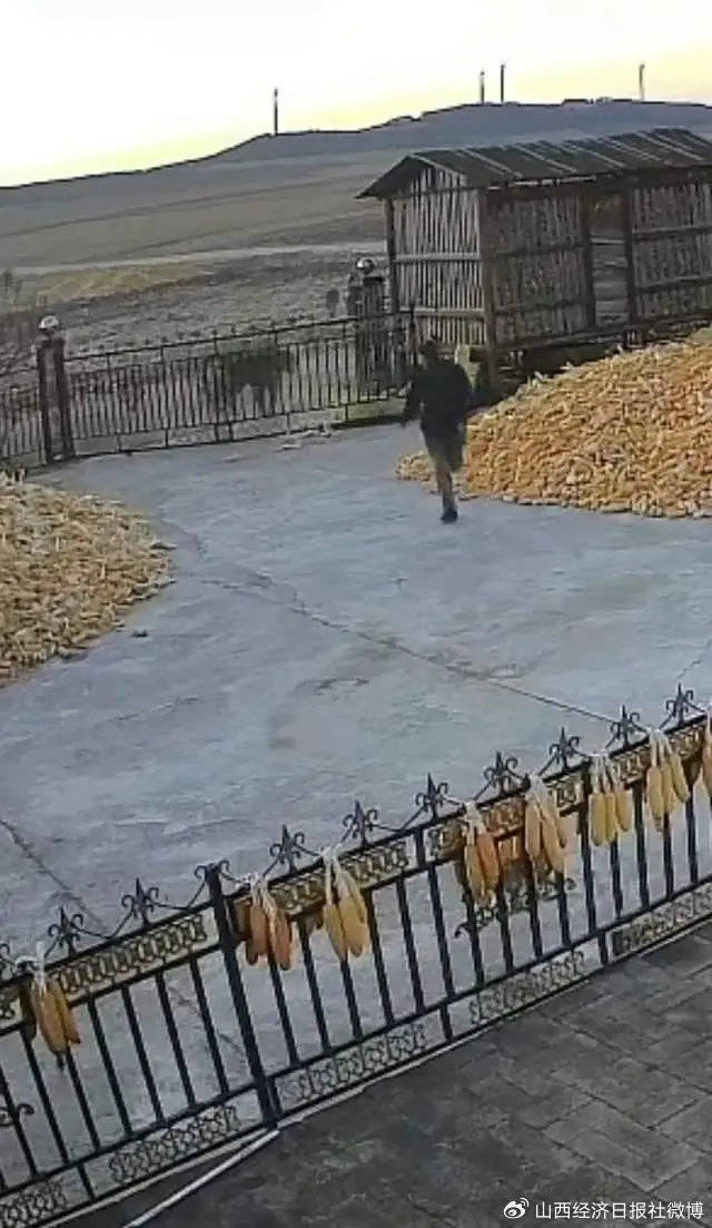 突发<strong></p>
<p>BFX合约平台</strong>！老虎进村咬伤村民！家属：有两只！最新消息→