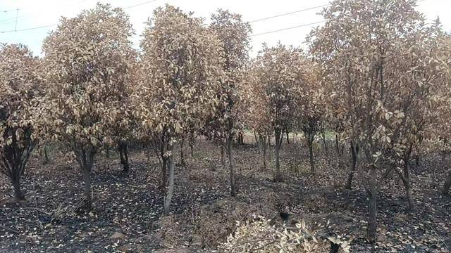 群众近千棵桂花树被烧死<strong></p>
<p>公信宝gxs交易平台</strong>，为何不立案？驻马店回应