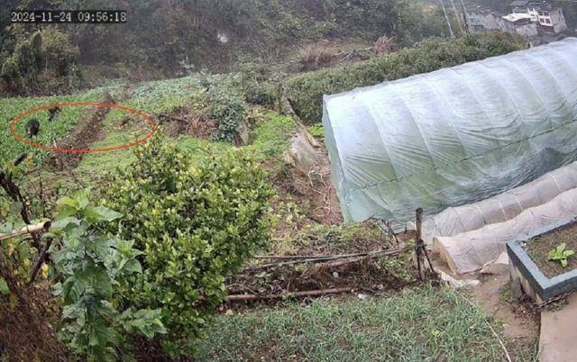 六问“老人在家被野猪咬死”：捕猎队有无授权<strong></p>
<p>公信宝gxs交易平台</strong>，要担责吗，是否赔偿？