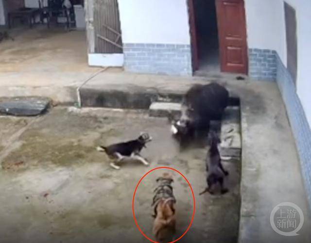 六问“老人在家被野猪咬死”：捕猎队有无授权<strong></p>
<p>公信宝gxs交易平台</strong>，要担责吗，是否赔偿？