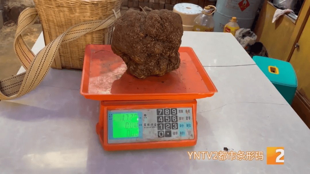 昆明一村民挖到1.7公斤超大松露<strong></p>
<p>币特币交易平台</strong>！“看都看不够”