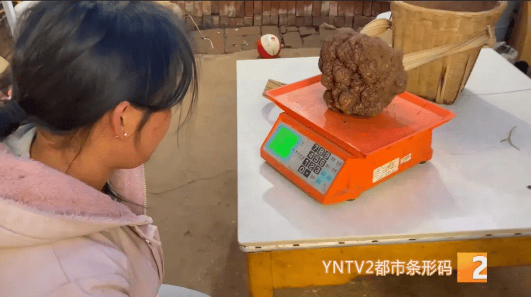 昆明一村民挖到1.7公斤超大松露<strong></p>
<p>币特币交易平台</strong>！“看都看不够”