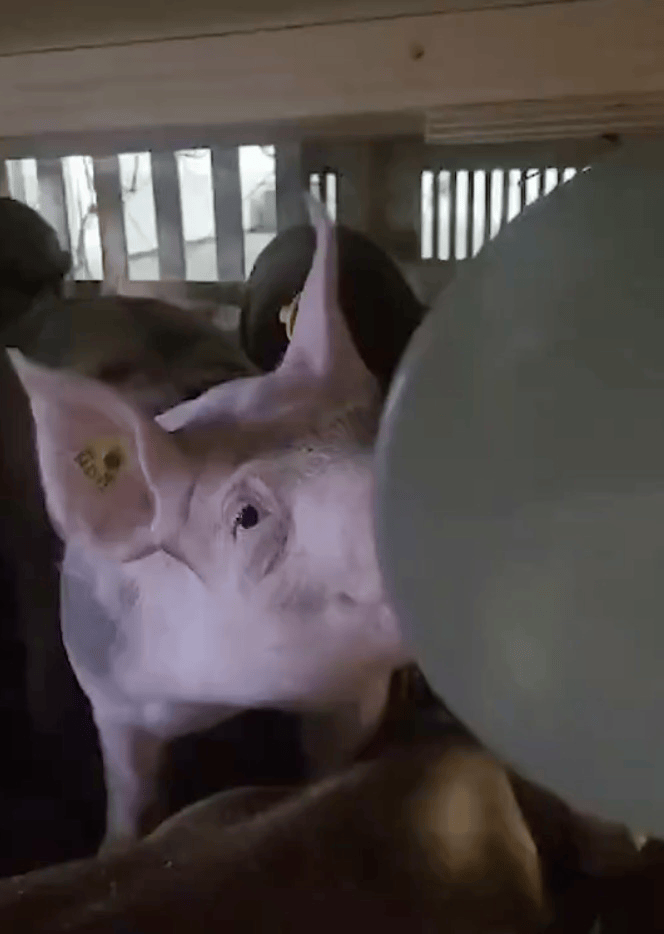 飞机载100头猪臭气熏人<strong></p>
<p>币圈平台</strong>，200多名乘客遭殃！被迫紧急降落