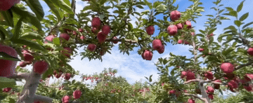 2024<strong></p>
<p>币圈平台</strong>，总书记同人民在一起｜强农助振兴