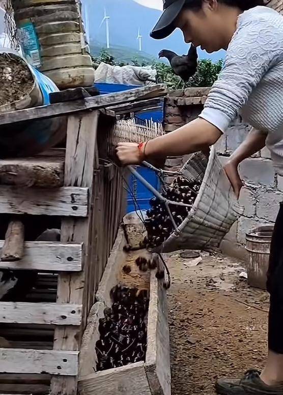 车厘子喂鸡惹争议 四川汉源果农回应：旧视频<strong></p>
<p>炒币正规平台</strong>，喂鸡的是“次果”