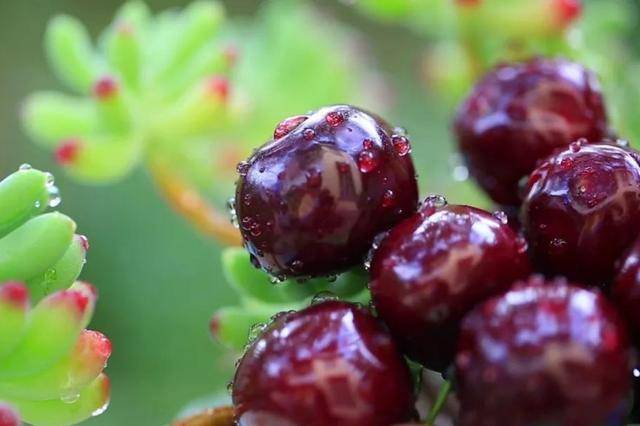 车厘子喂鸡惹争议 四川汉源果农回应：旧视频<strong></p>
<p>炒币正规平台</strong>，喂鸡的是“次果”