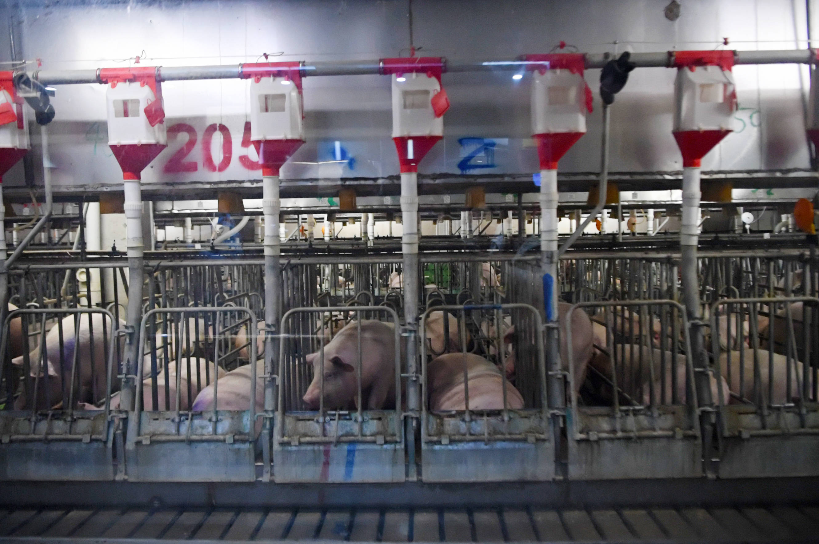 生猪“上楼”“屋”内无菌 养猪成<strong></p>
<p>中币网交易平台合法吗</strong>了“科技活儿”