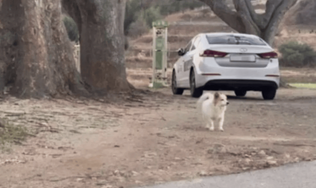 韩国空难机长最后动作曝光<strong></p>
<p>多比交易平台</strong>，“他可能一直紧握操纵杆坚持到了最后”！涉嫌职务过失致死，涉事航司高管被禁止出国！调查中飞机残骸再次起火