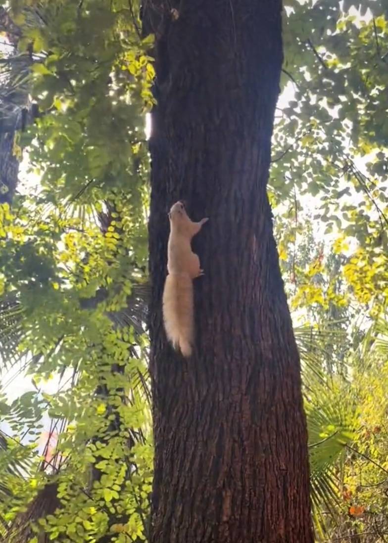 武汉一公园的白色松鼠火了！专业人士：可能受基因突变或环境影响<strong></p>
<p>币为平台币</strong>，勿近距离接触或投喂