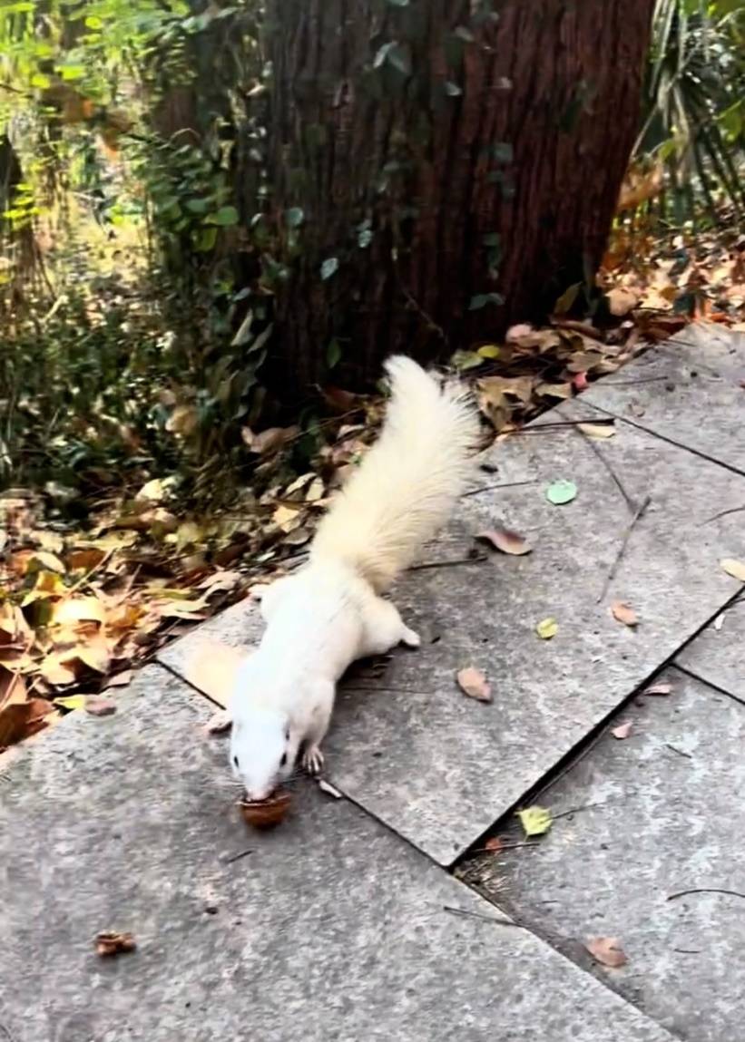 武汉一公园的白色松鼠火了！专业人士：可能受基因突变或环境影响<strong></p>
<p>币为平台币</strong>，勿近距离接触或投喂