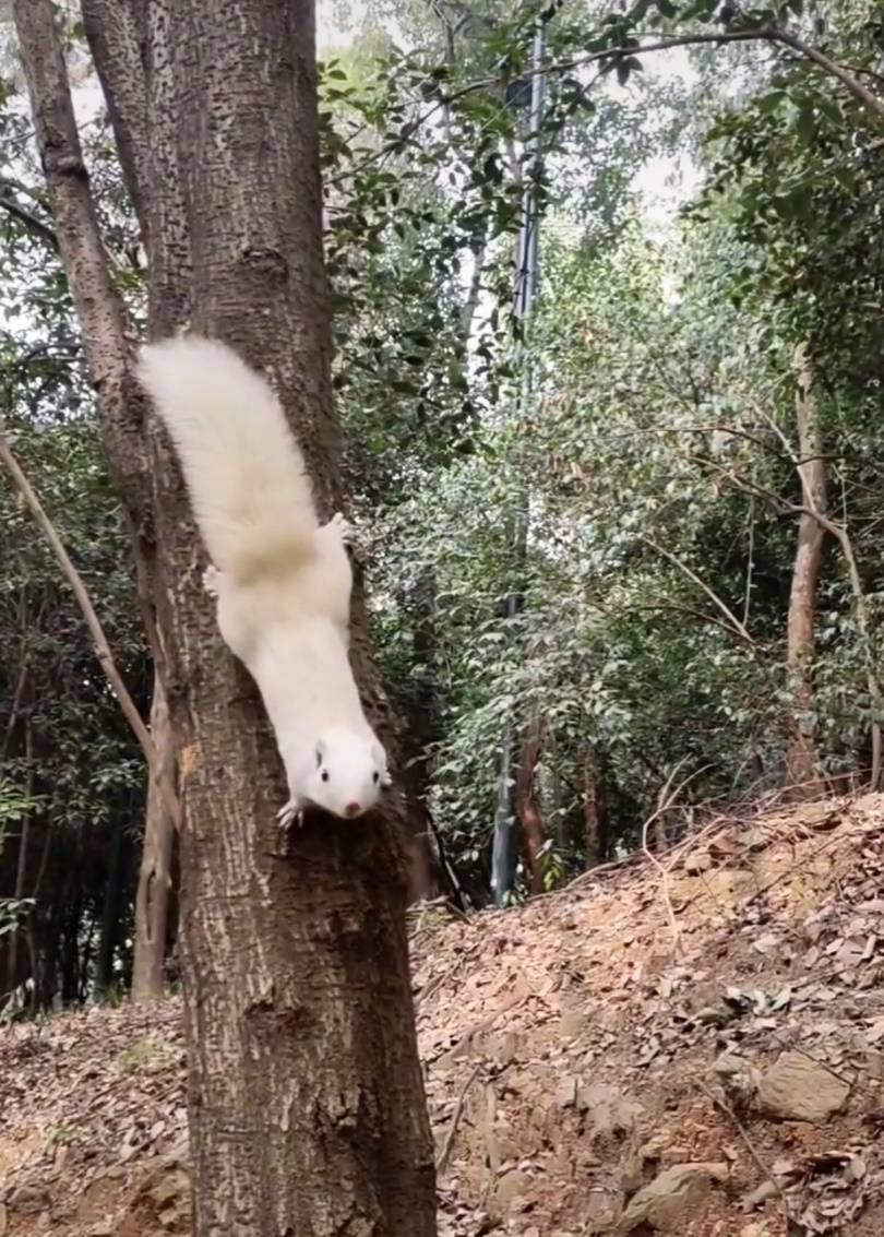 武汉一公园的白色松鼠火了！专业人士：可能受基因突变或环境影响<strong></p>
<p>币为平台币</strong>，勿近距离接触或投喂