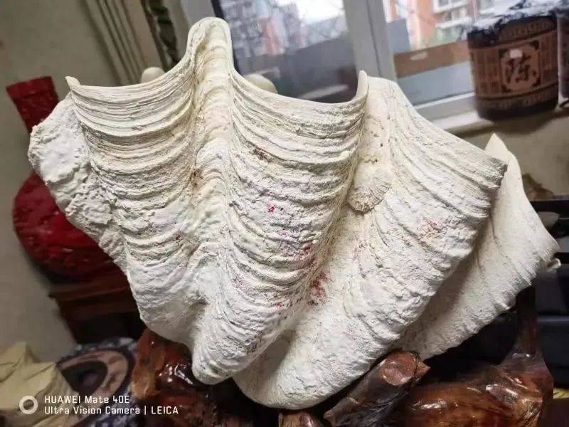 北京大兴机场海关查获砗磲2件<strong></p>
<p>中币交易平台</strong>，共7.838千克