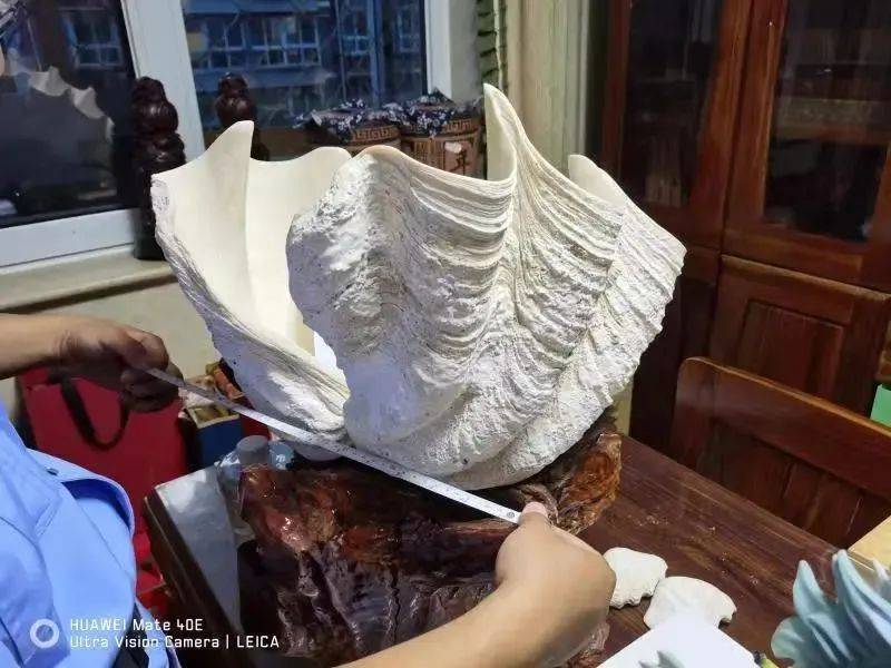 北京大兴机场海关查获砗磲2件<strong></p>
<p>中币交易平台</strong>，共7.838千克