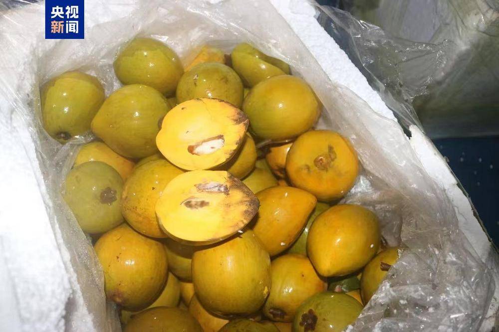 共计4.13吨<strong></p>
<p>中币交易平台</strong>！广西北海海警查获一起涉嫌走私水果案