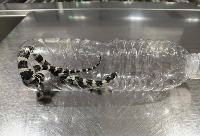 毛骨悚然<strong></p>
<p>ok网交易平台</strong>，口袋内突然探出蛇头，杭州机场一女孩携带活蛇过安检