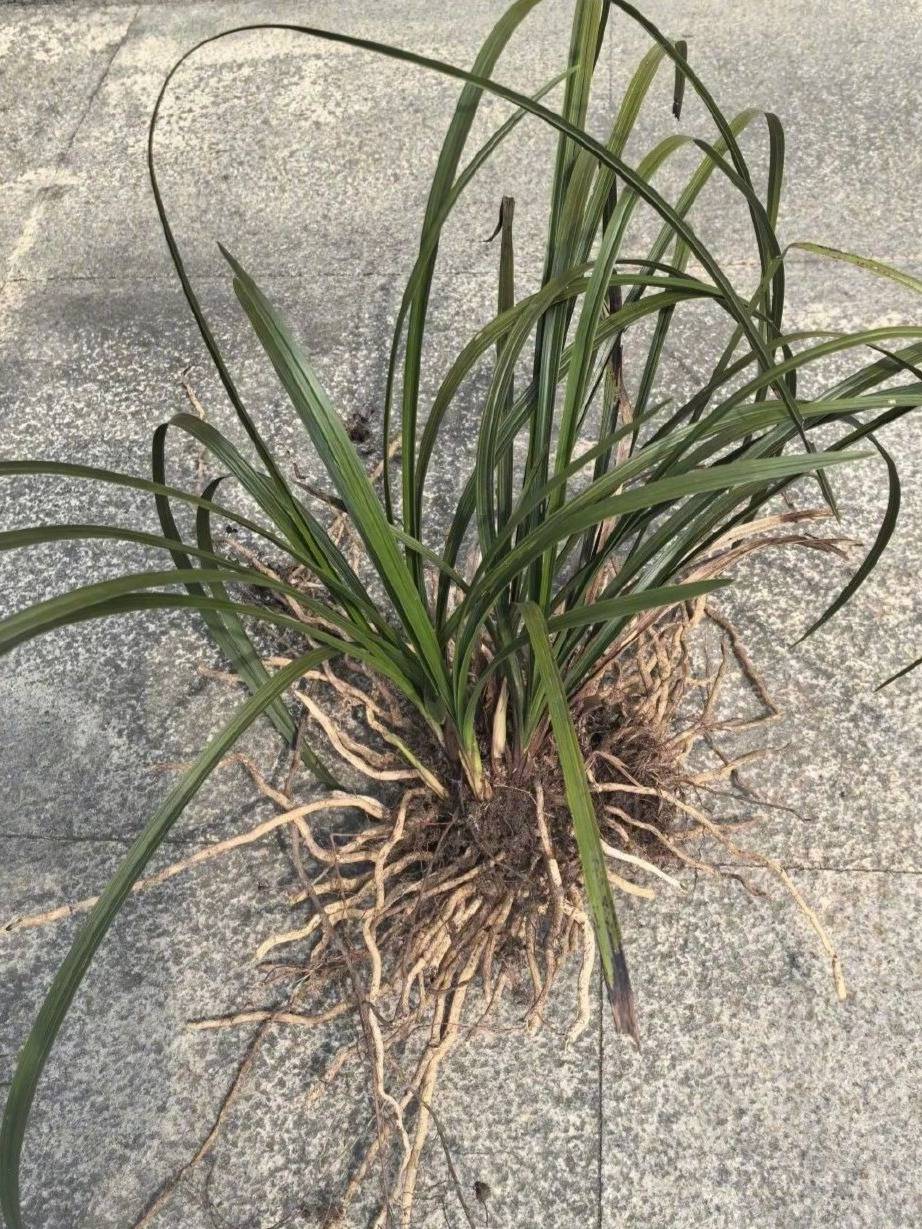 安徽六安男子非法采挖19棵兰花被警方抓获<strong></p>
<p>平台交易</strong>,律师:打野慎重,不会因“不认识”免刑责