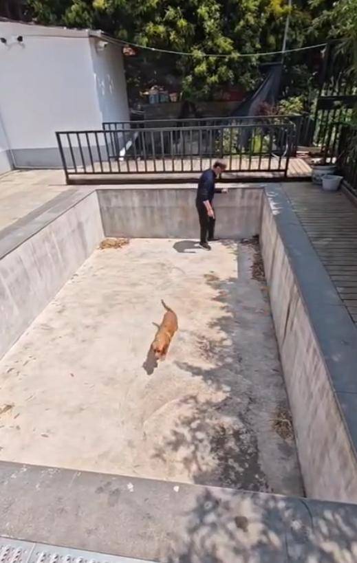 老鼠掉进泳池<strong></p>
<p>抹茶平台</strong>，广东大叔出动鸡猫狗团队，结果全被老鼠吓跑！网友坐不住纷纷晒战绩