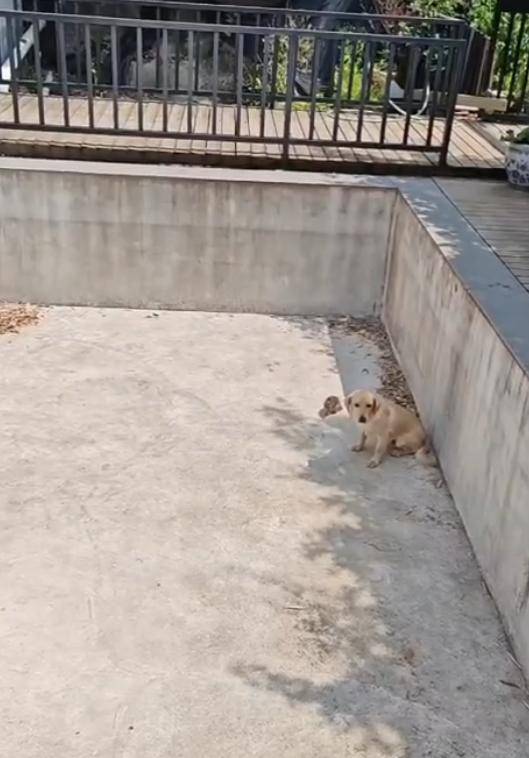 老鼠掉进泳池<strong></p>
<p>抹茶平台</strong>，广东大叔出动鸡猫狗团队，结果全被老鼠吓跑！网友坐不住纷纷晒战绩