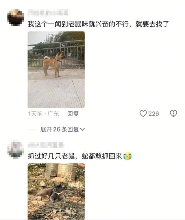 老鼠掉进泳池<strong></p>
<p>抹茶平台</strong>，广东大叔出动鸡猫狗团队，结果全被老鼠吓跑！网友坐不住纷纷晒战绩