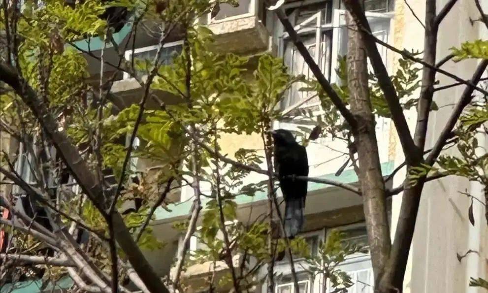 “周末想睡个懒觉都不行”<strong></p>
<p>币乎交易平台</strong>，有多少深圳人被这种鸟吵到神经衰弱