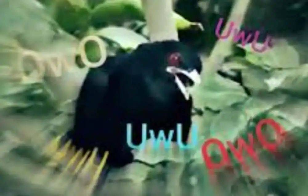 “周末想睡个懒觉都不行”<strong></p>
<p>币乎交易平台</strong>，有多少深圳人被这种鸟吵到神经衰弱