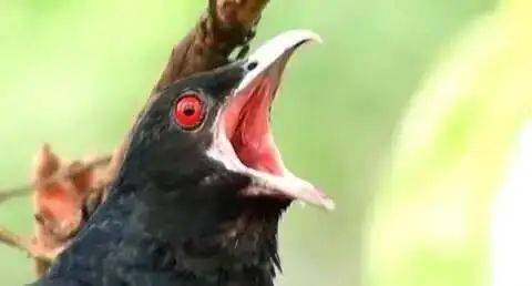 “周末想睡个懒觉都不行”<strong></p>
<p>币乎交易平台</strong>，有多少深圳人被这种鸟吵到神经衰弱