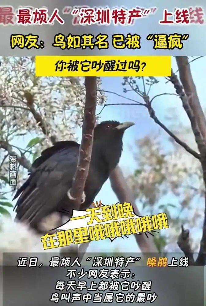 “周末想睡个懒觉都不行”<strong></p>
<p>币乎交易平台</strong>，有多少深圳人被这种鸟吵到神经衰弱