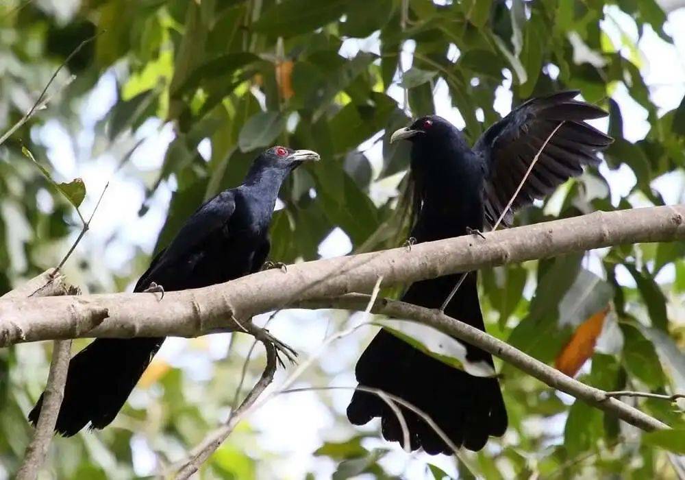 “周末想睡个懒觉都不行”<strong></p>
<p>币乎交易平台</strong>，有多少深圳人被这种鸟吵到神经衰弱