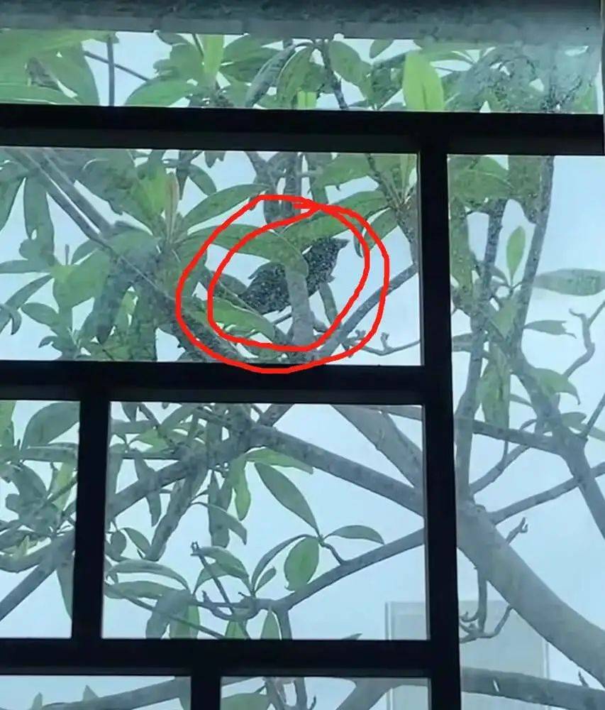 “周末想睡个懒觉都不行”<strong></p>
<p>币乎交易平台</strong>，有多少深圳人被这种鸟吵到神经衰弱