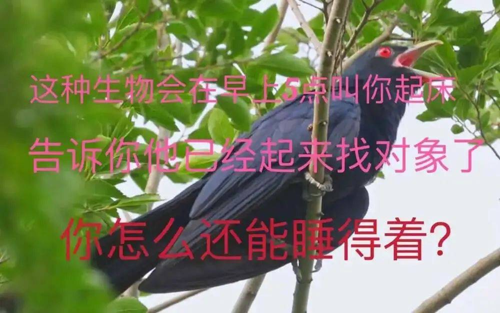 “周末想睡个懒觉都不行”<strong></p>
<p>币乎交易平台</strong>，有多少深圳人被这种鸟吵到神经衰弱