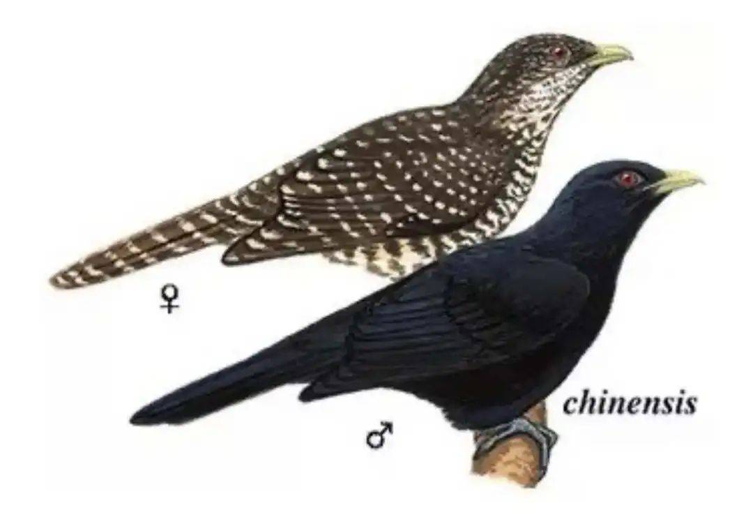 “周末想睡个懒觉都不行”<strong></p>
<p>币乎交易平台</strong>，有多少深圳人被这种鸟吵到神经衰弱