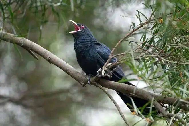 “周末想睡个懒觉都不行”<strong></p>
<p>币乎交易平台</strong>，有多少深圳人被这种鸟吵到神经衰弱