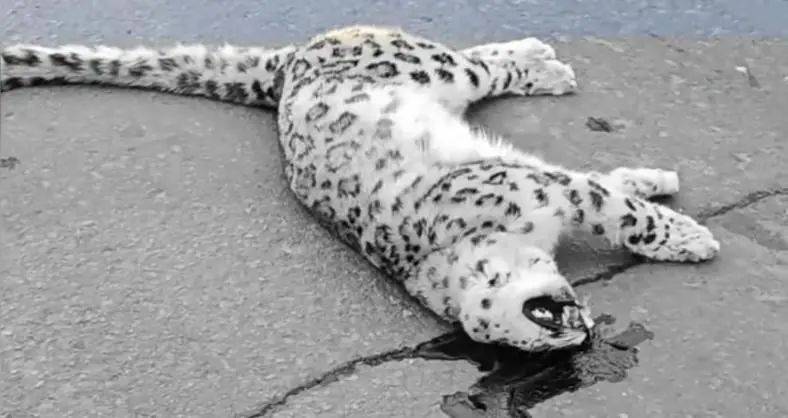 国道上发现雪豹尸体<strong></p>
<p>百币网交易平台app</strong>，疑似一级保护动物遭车辆撞击