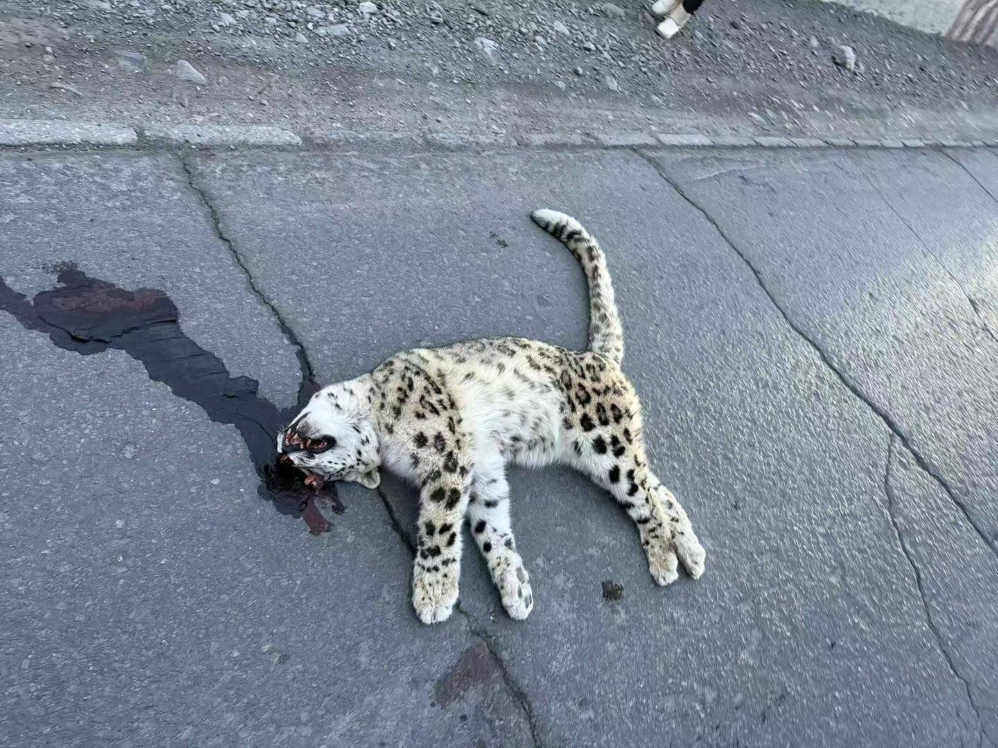 雪豹在路面死亡疑遭车辆撞击<strong></p>
<p>百币网交易平台app</strong>，警方介入 律师：故意撞击或涉刑责，如系意外应担赔偿责任