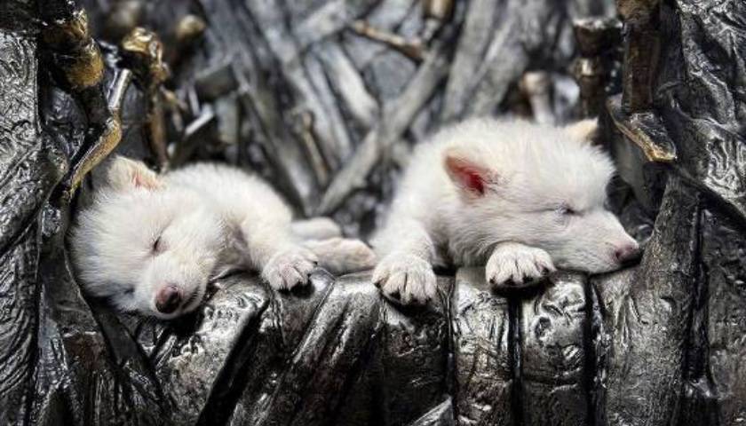 《权力的游戏》中的冰原狼被这家公司复活<strong></p>
<p>币安交易平台网下载</strong>，马斯克发帖关注