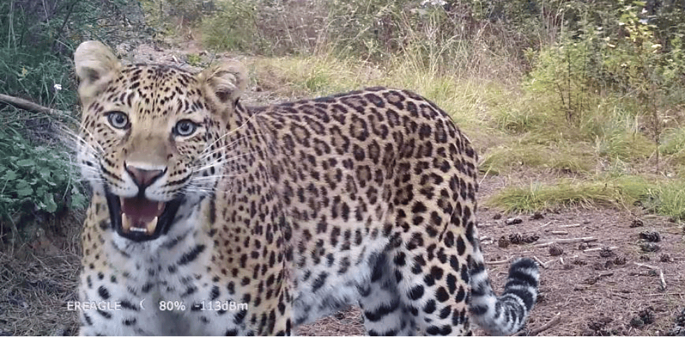 销声匿迹已有30年<strong></p>
<p>bitbay交易平台</strong>，华北豹正逐渐接近北京——