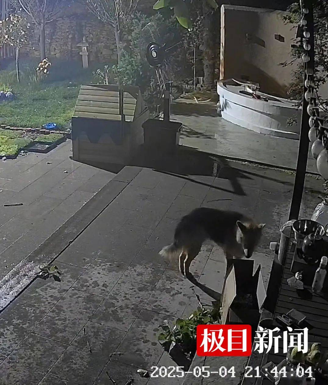 西安一农家院疑似有狼溜入<strong></p>
<p>炒币交易平台</strong>，当事人称事发当天在院子里处理羊肉，“可能狼就是闻到这个味道过来的”