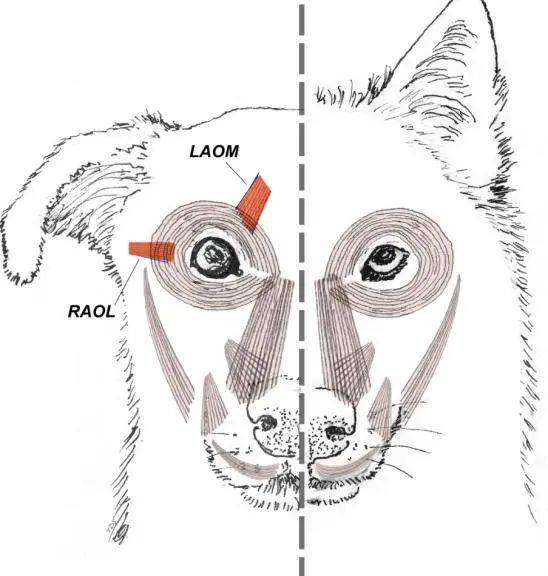 西安一农家院疑似有狼溜入<strong></p>
<p>炒币交易平台</strong>，当事人称事发当天在院子里处理羊肉，“可能狼就是闻到这个味道过来的”
