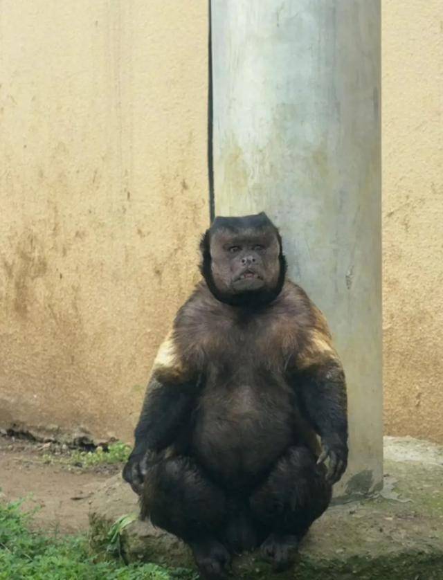 网红猴“大壮”突然离世<strong></p>
<p>国内交易平台bter</strong>！曾因方脸“丑”出圈