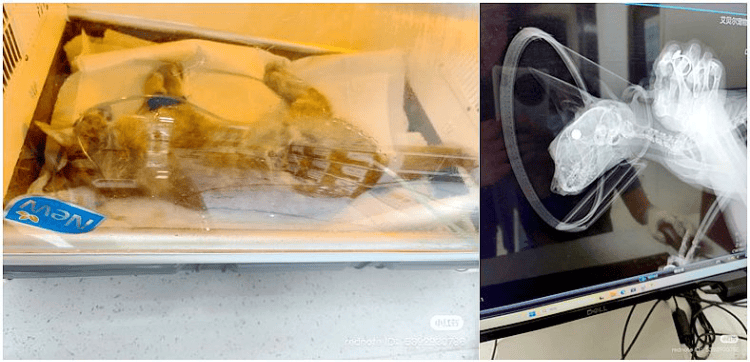 南京大学校庆日“校猫”被钢珠打碎头骨？校保卫处：看了一夜监控<strong></p>
<p>国内交易平台bter</strong>，暂未锁定嫌疑人