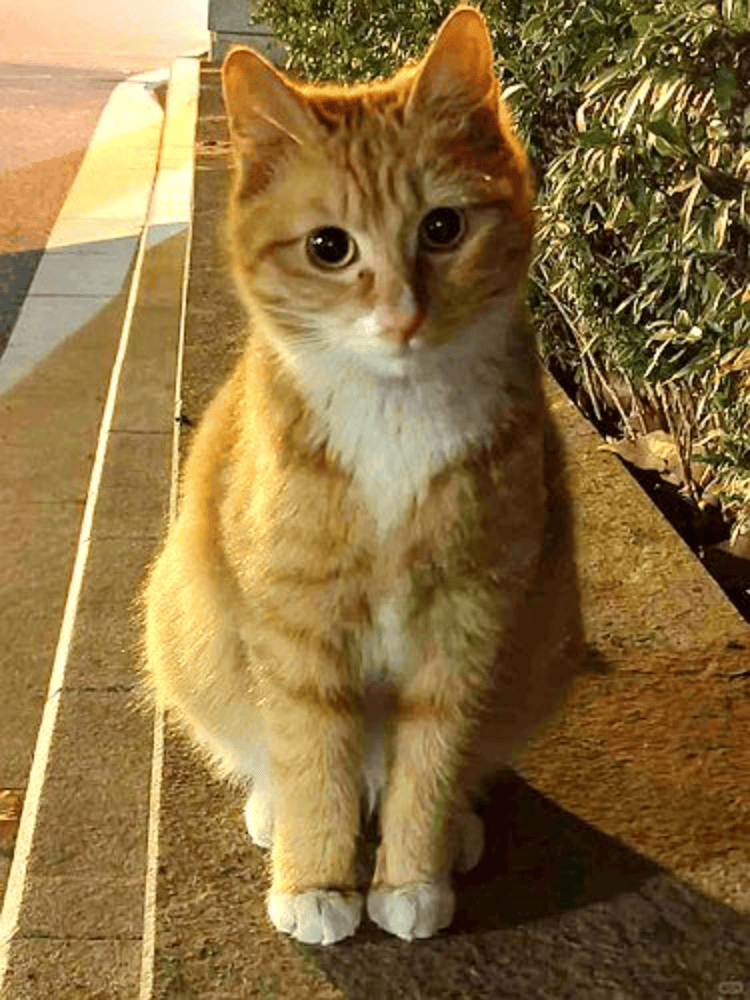 南京大学校庆日“校猫”被钢珠打碎头骨？校保卫处：看了一夜监控<strong></p>
<p>国内交易平台bter</strong>，暂未锁定嫌疑人