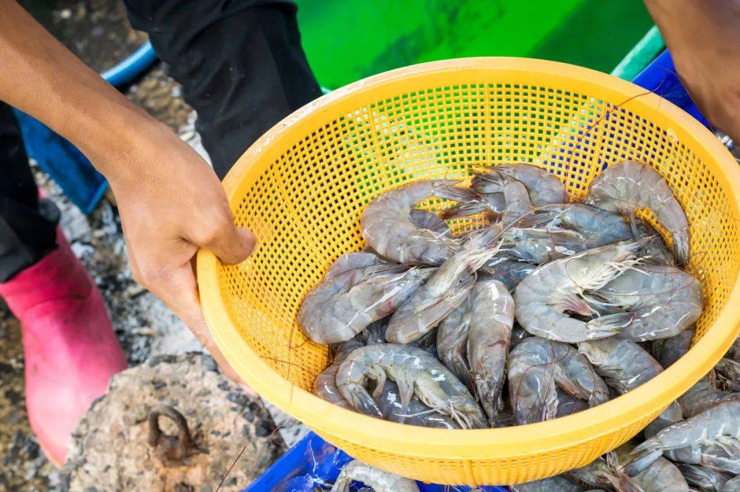 养殖虾都是吃抗生素、激素长大的<strong></p>
<p>国内交易平台bter</strong>，真的不建议吃？