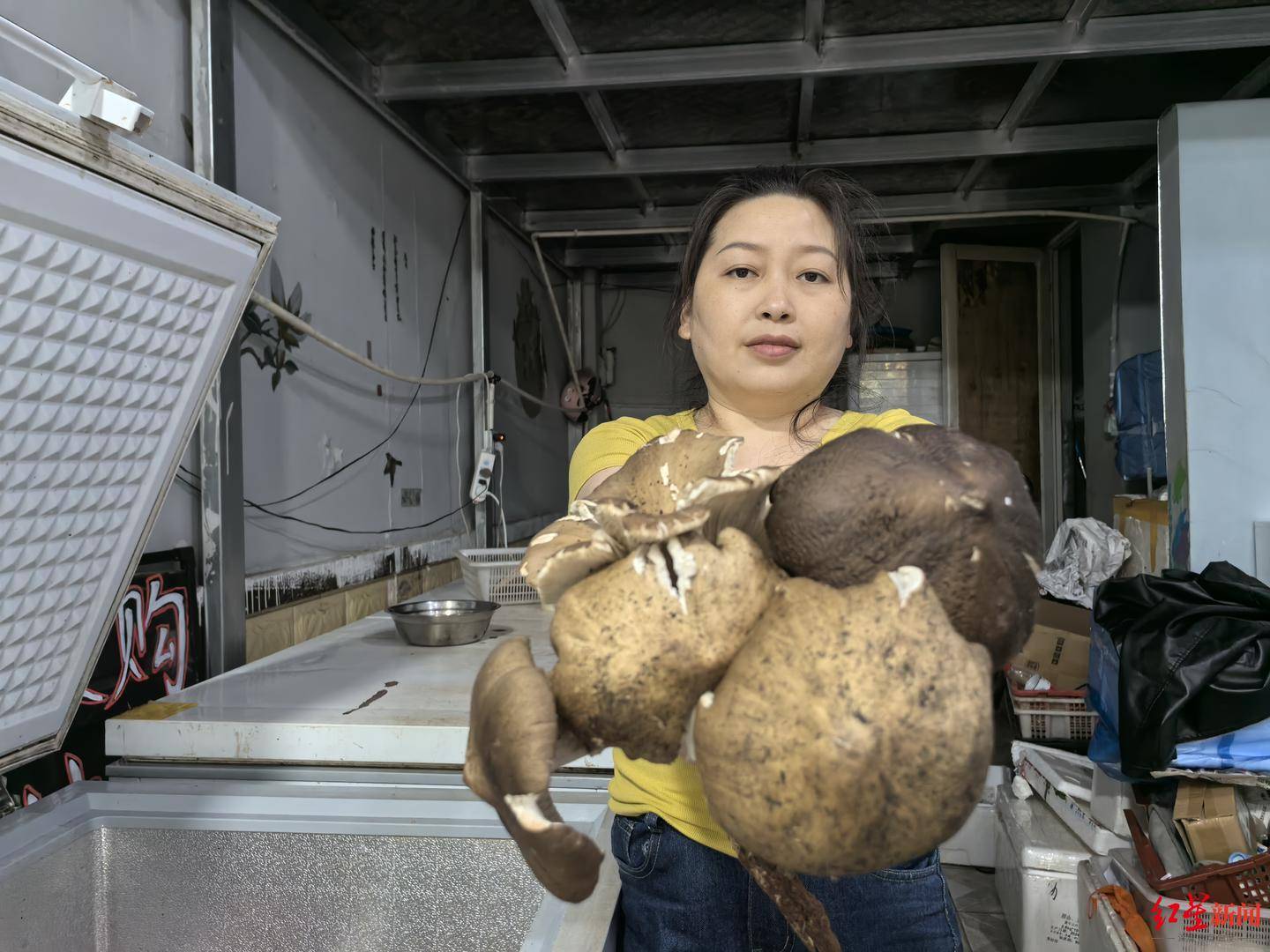 “天价”鸡枞调查：最贵卖到1800元/公斤！雨水少致产量低<strong></p>
<p>宁夏电力交易中心平台</strong>，多地价高客少