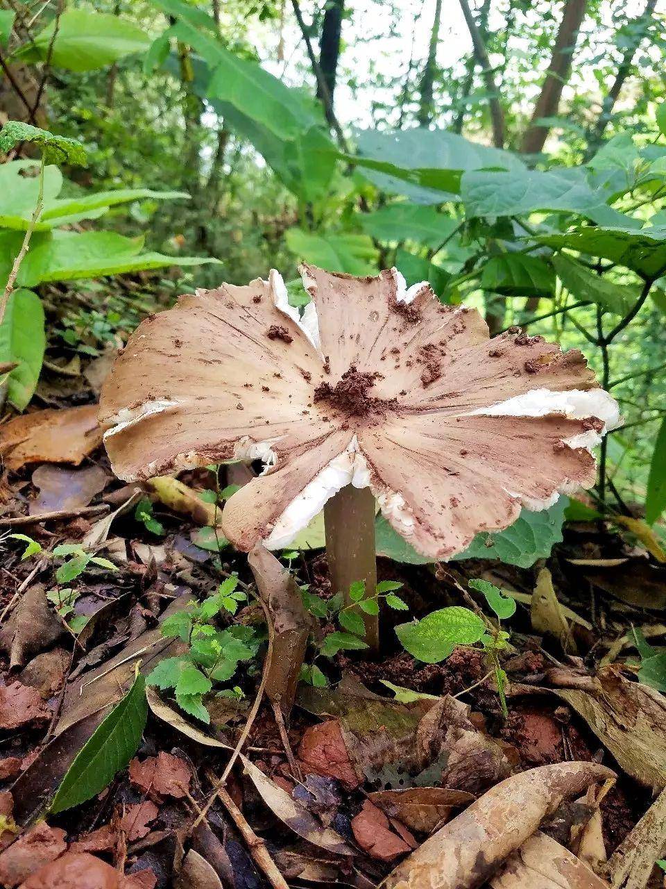 “天价”鸡枞调查：最贵卖到1800元/公斤！雨水少致产量低<strong></p>
<p>宁夏电力交易中心平台</strong>，多地价高客少