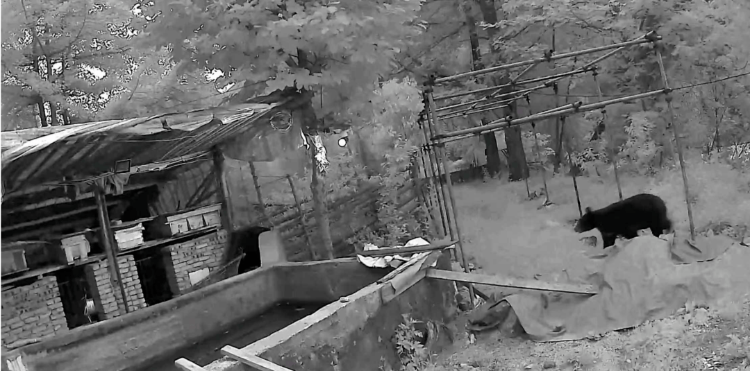 熟练得让人惊讶！四川一黑熊连续3年进村偷蜂蜜<strong></p>
<p>宁夏电力交易中心平台</strong>，藏哪都找得到