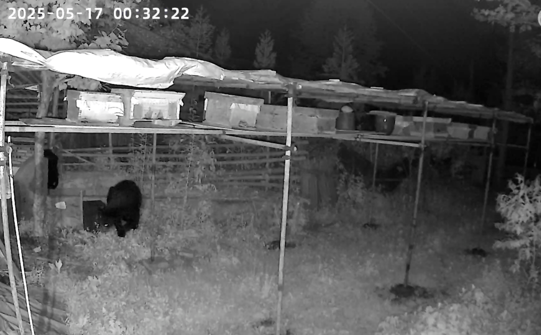 熟练得让人惊讶！四川一黑熊连续3年进村偷蜂蜜<strong></p>
<p>宁夏电力交易中心平台</strong>，藏哪都找得到