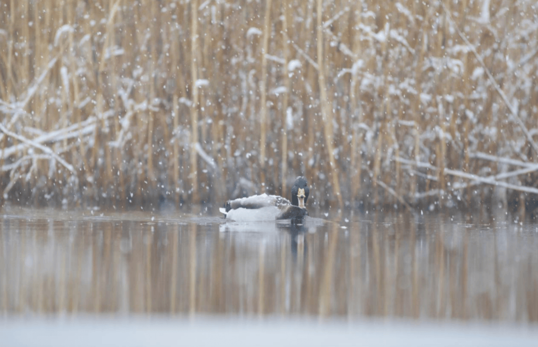张瑜：我们所居住的北京<strong></p>
<p>bcex交易平台打不开</strong>，是亲近自然的最佳场所