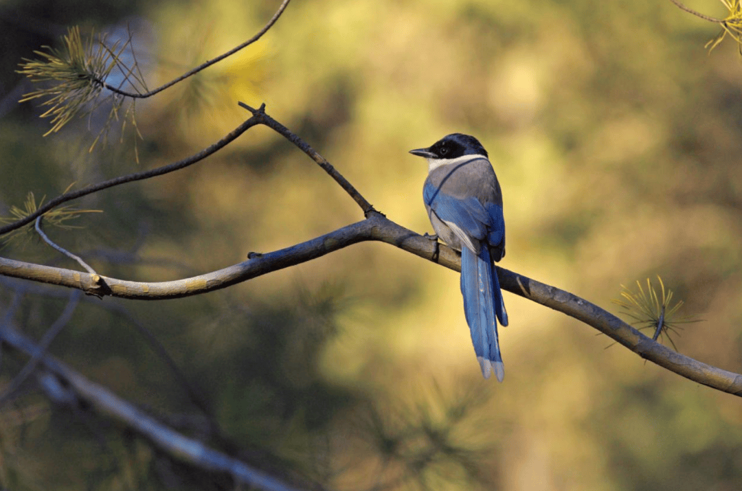 张瑜：我们所居住的北京<strong></p>
<p>bcex交易平台打不开</strong>，是亲近自然的最佳场所