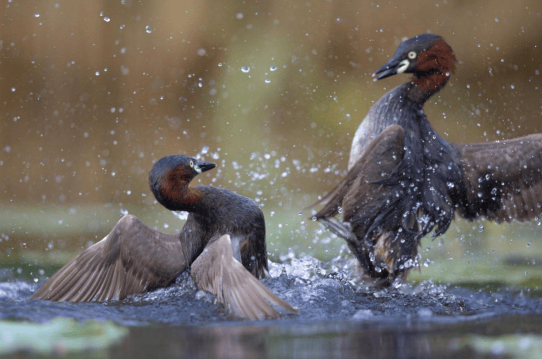 张瑜：我们所居住的北京<strong></p>
<p>bcex交易平台打不开</strong>，是亲近自然的最佳场所