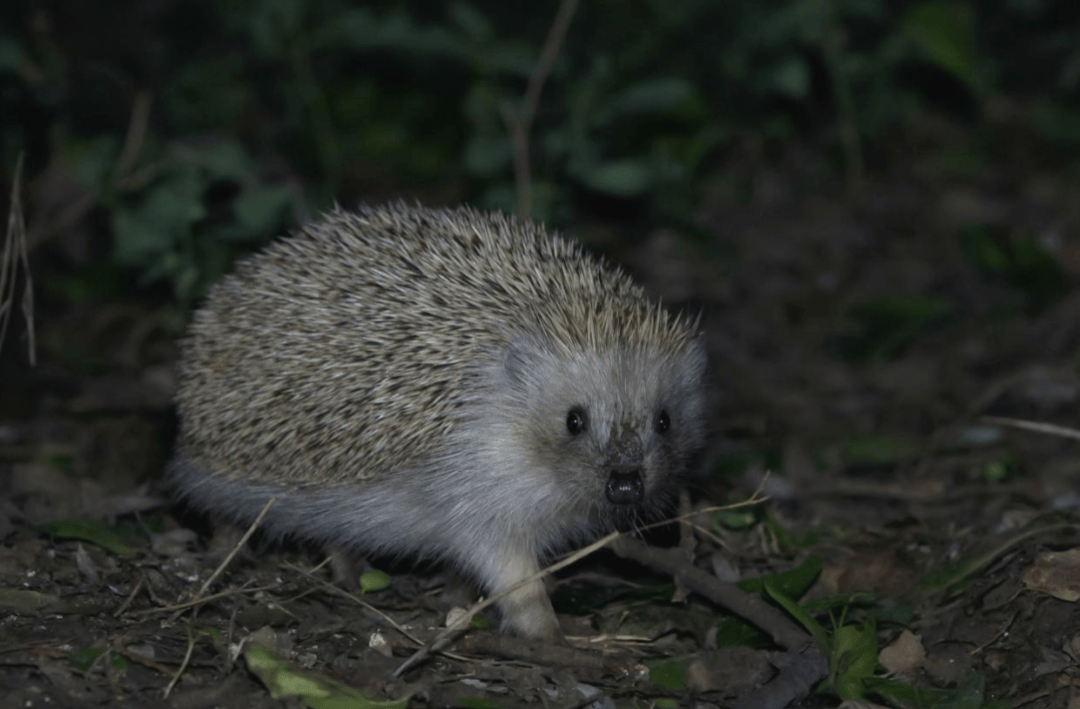 张瑜：我们所居住的北京<strong></p>
<p>bcex交易平台打不开</strong>，是亲近自然的最佳场所